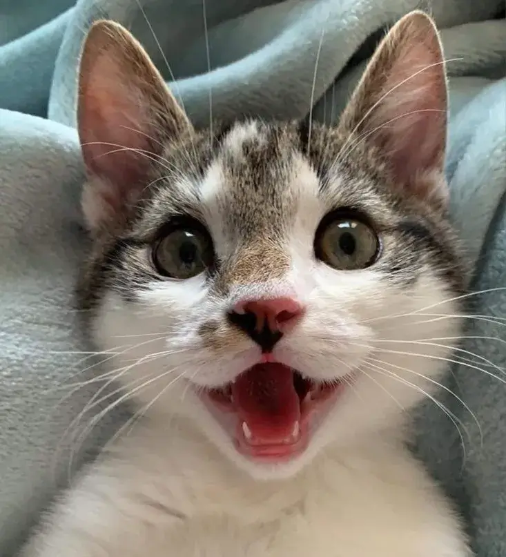 Ảnh troll mèo cười nụ cười méo xệch nhưng duyên.