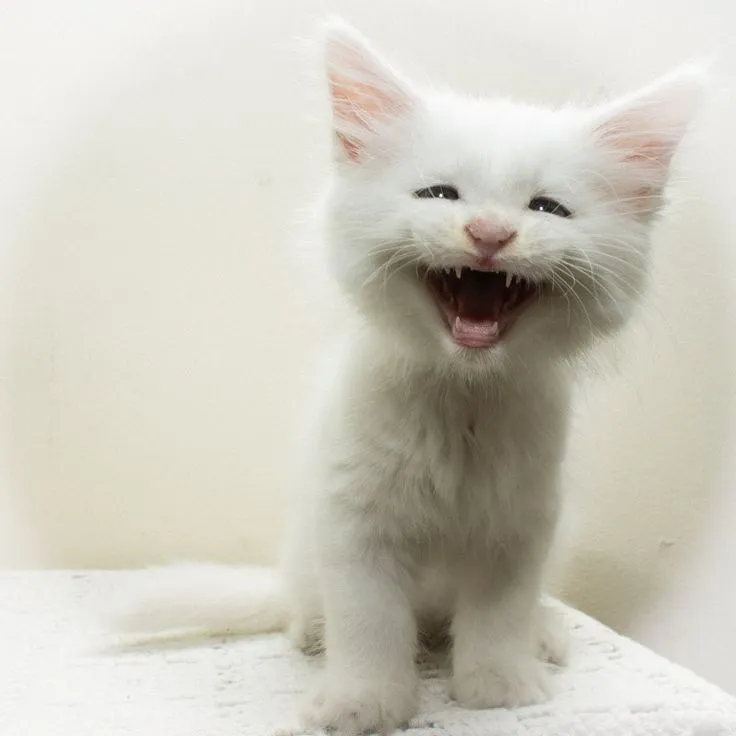 Ảnh vui mèo cười lan tỏa năng lượng tích cực.