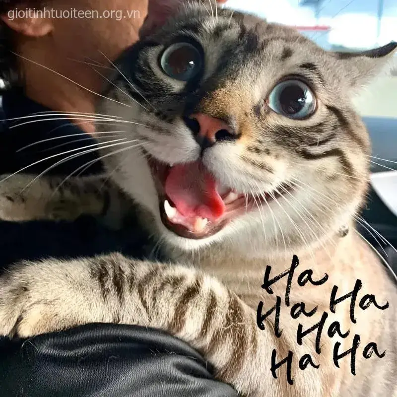 Ảnh chế mèo cười tinh nghịch khiến ai xem cũng phì cười