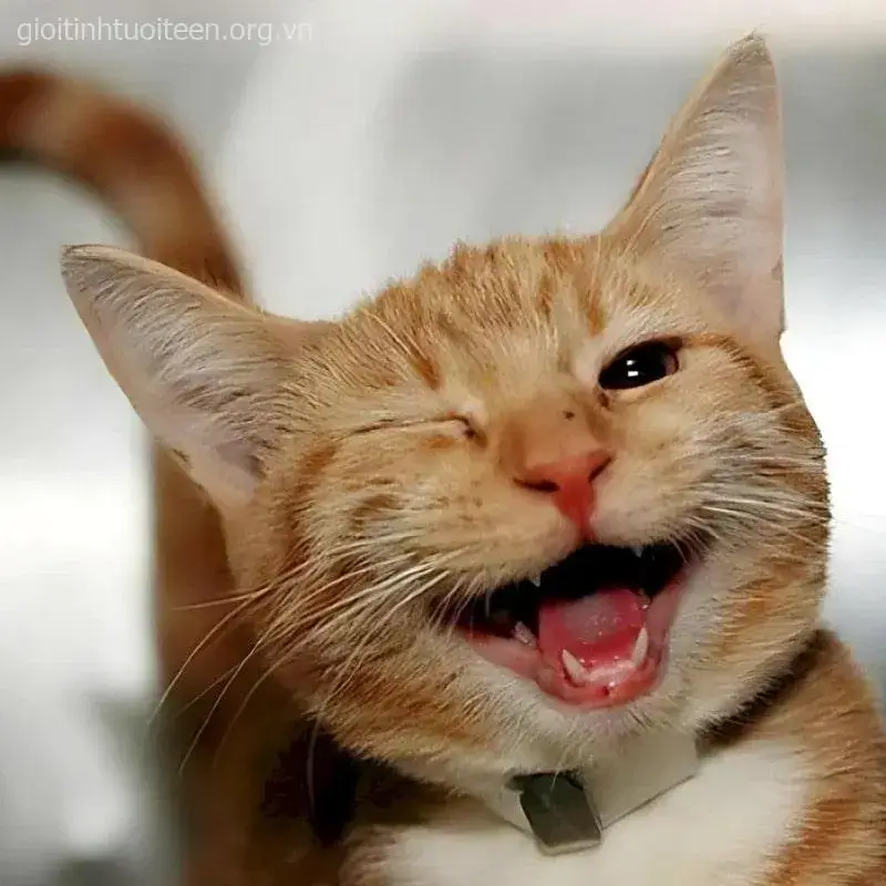 Hình chế mèo cười lông trắng mịn cực đáng yêu.