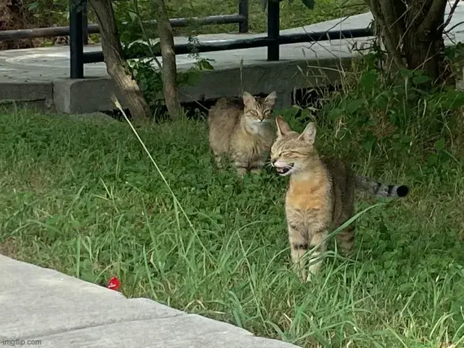 Meme hài mèo cười thần thái người thật cực thu hút.