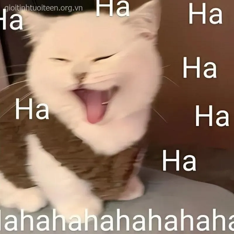 Ảnh troll mèo cười dáng nằm gác chân nhìn đáng yêu.