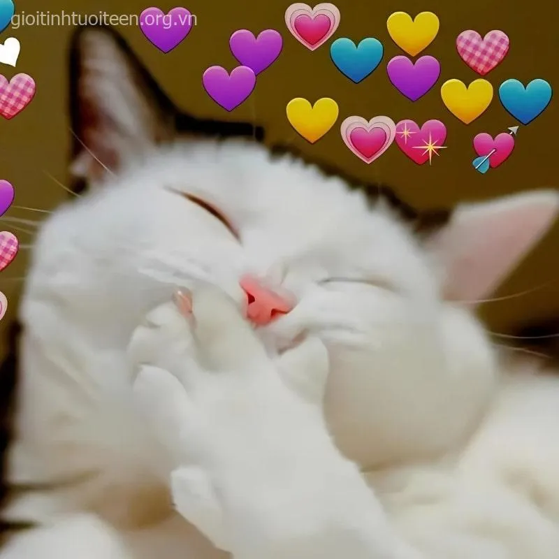 Meme mèo cười TikTok caption troll cực bắt trend.