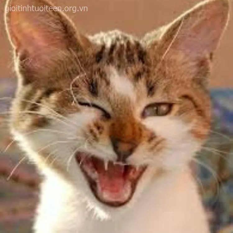 Hình chế vui mèo cười phản ứng hài trước caption deep.