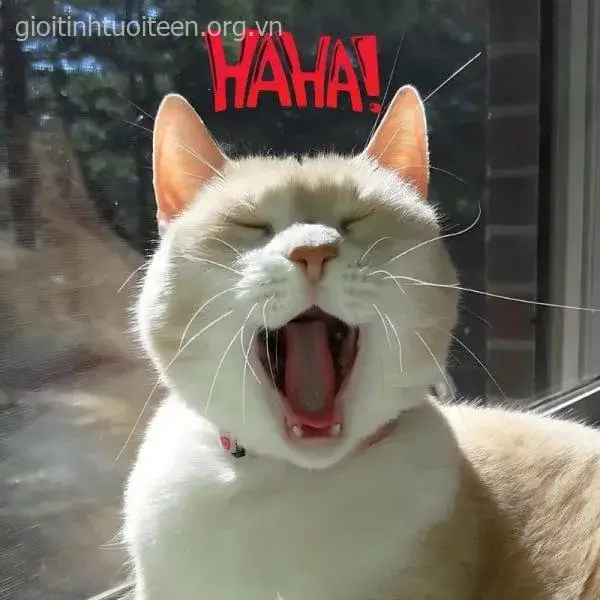 Ảnh chế mèo cười gây bão mạng xã hội.