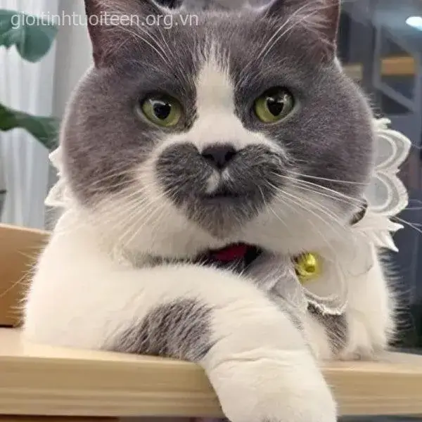 Ảnh troll mèo cười caption troll hợp vibe TikTok.