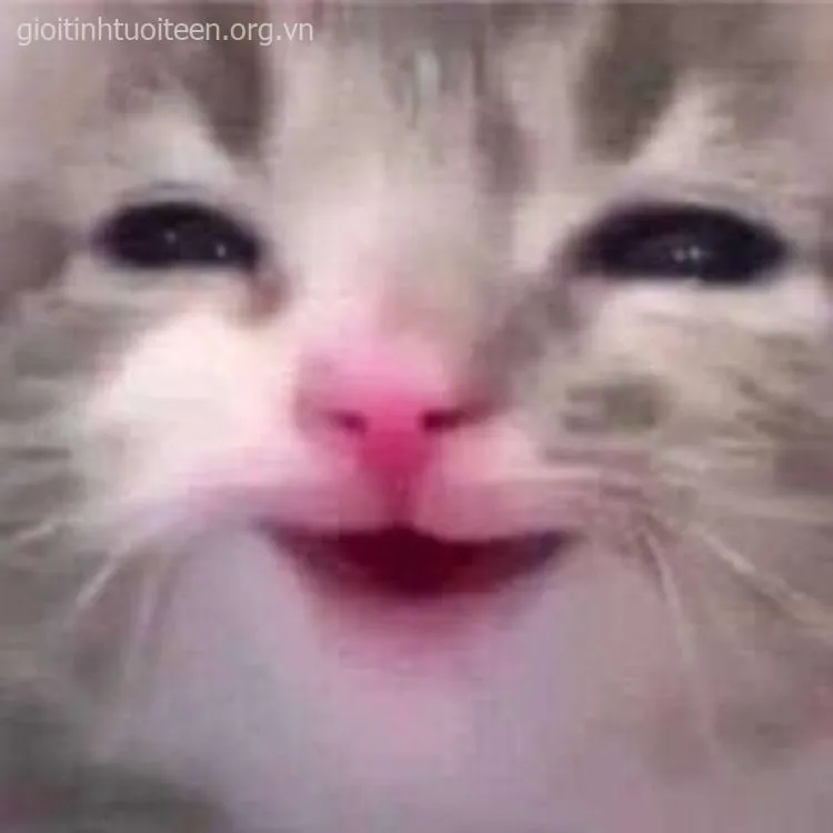 Ảnh troll mèo cười tinh nghịch lan truyền khắp TikTok.