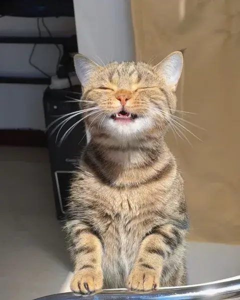 Ảnh vui mèo cười phản ứng tự nhiên cực đáng yêu.