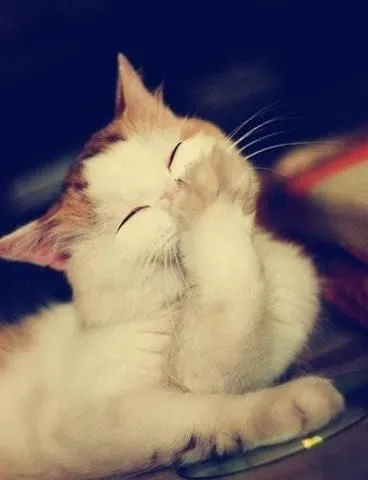 Ảnh troll mèo cười nửa miệng khiến dân mạng thích thú.