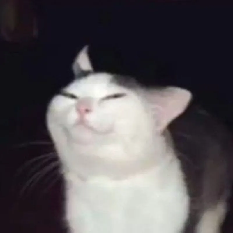 Ảnh chế vui mèo troll biểu cảm cực sâu