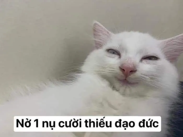 Meme chế mèo khinh khỉnh khoe răng nanh nhỏ