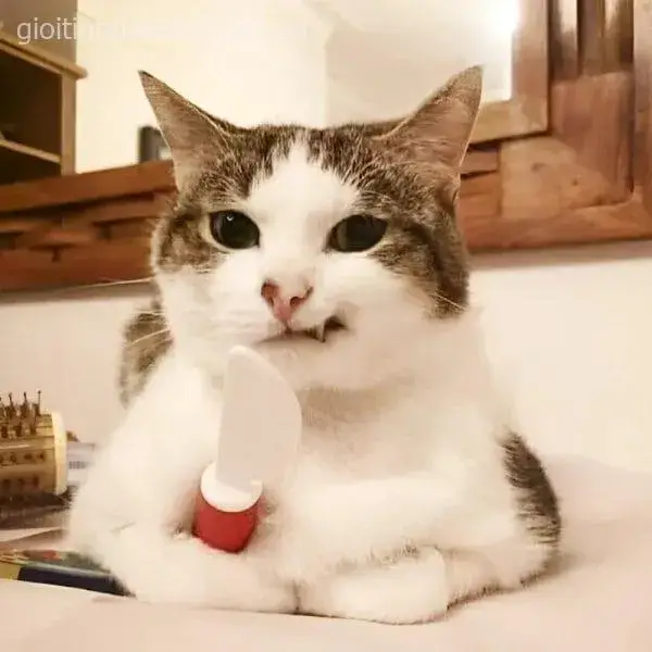 Nụ cười khinh khỉnh của mèo làm bạn tức điên.