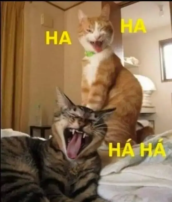 Gương mặt gian trá, mèo cười nhe răng trêu chọc bá đạo.