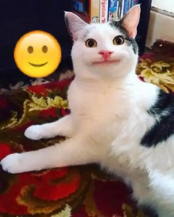 Gương mặt mèo cười hiểm cực lầy.