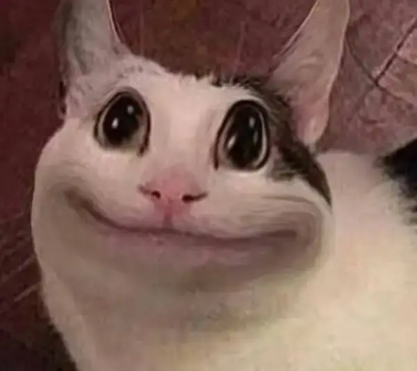 Mèo cười meme: biểu tượng vui nhộn phủ sóng mạng xã hội