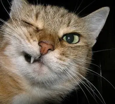 Cái nhìn láu lỉnh, mèo cười nửa miệng khó chịu.