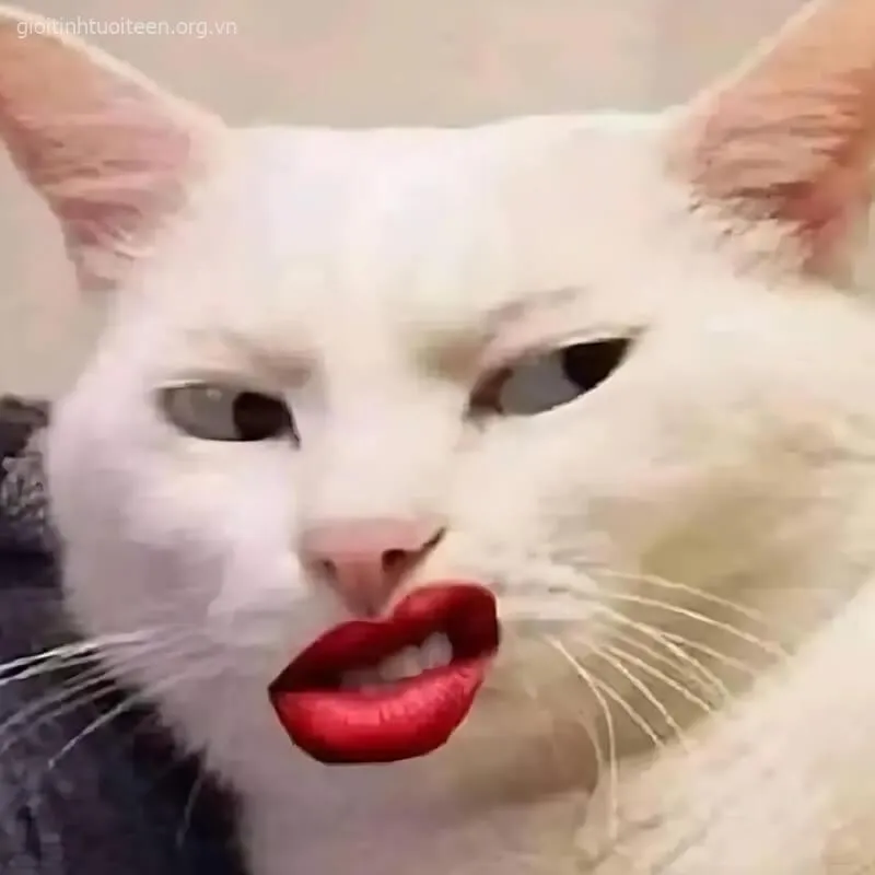 89 Mèo nở nụ cười ranh ma