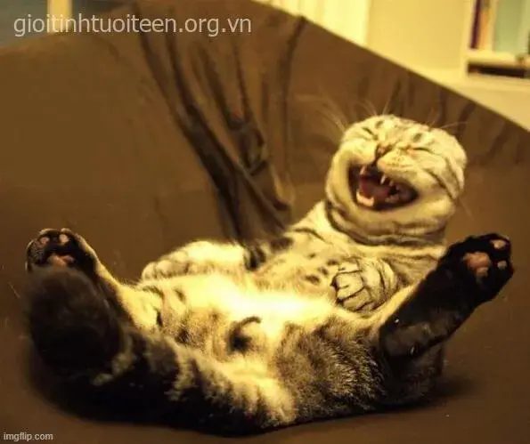 Mèo toe toét cực duyên, đầy chế giễu.