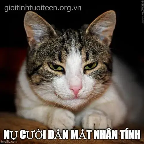 Mèo toe toét cười khích lệ