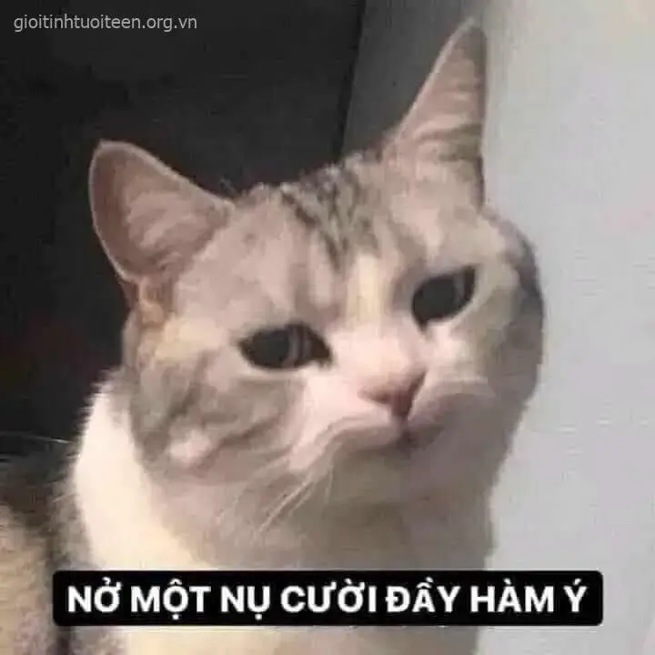 Meme hài mèo cười thể hiện sự vui vẻ tự nhiên.