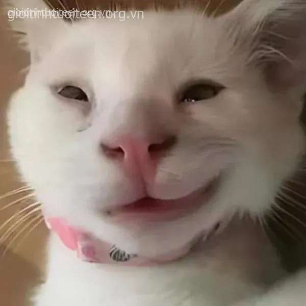 Meme chế mèo cười tạo cảm xúc gần gũi thân thiện.