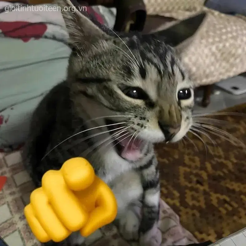 Khuôn mặt mèo láu cá, cười khẩy kèm động tác chỉ tay