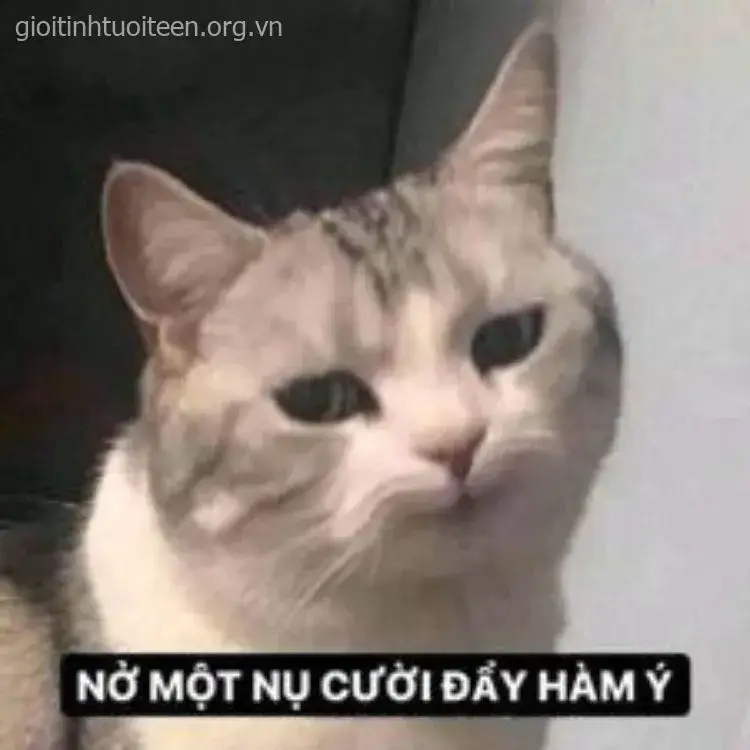 Ảnh troll mèo cười với vibe hóm hỉnh cực cuốn.