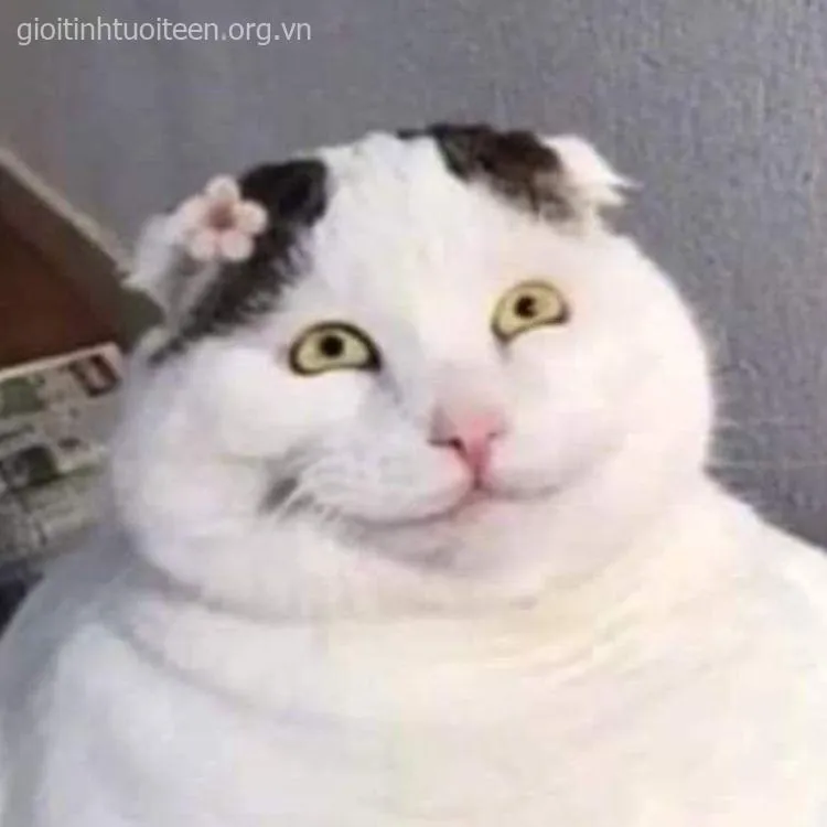 88 Mèo cười nhếch mép, thần thái troll bá đạo nhất.