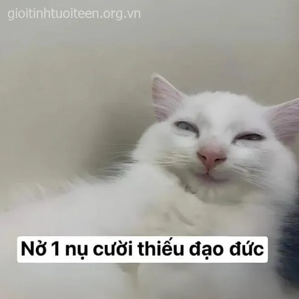 Meme hài mèo cười lan tỏa vibe vui vẻ tự nhiên.