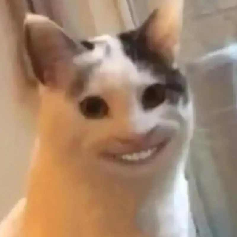 Meme mèo biểu cảm dễ thương, ánh mắt trêu nhẹ