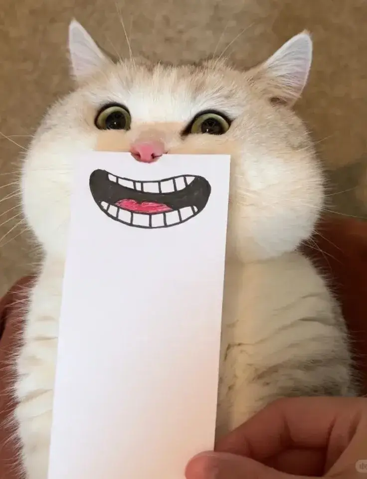 Meme mèo cười nhe hàm răng, nét mặt bá đạo.