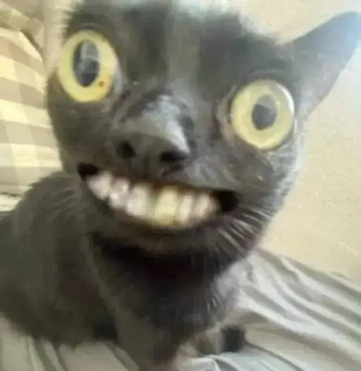 Ảnh mèo nhe răng viral, khiến ai cũng phải bật cười