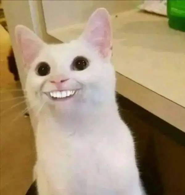 Ảnh troll mèo cười tự tin chuẩn vibe Gen Z lầy lội