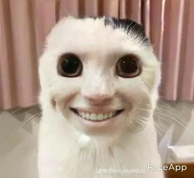 Hình chế mèo dễ thương, pha chút nhây cực đáng yêu