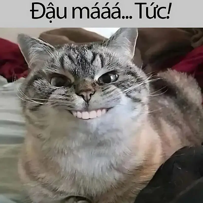 Hình meme mèo cười tươi rói chuẩn vibe Gen Z
