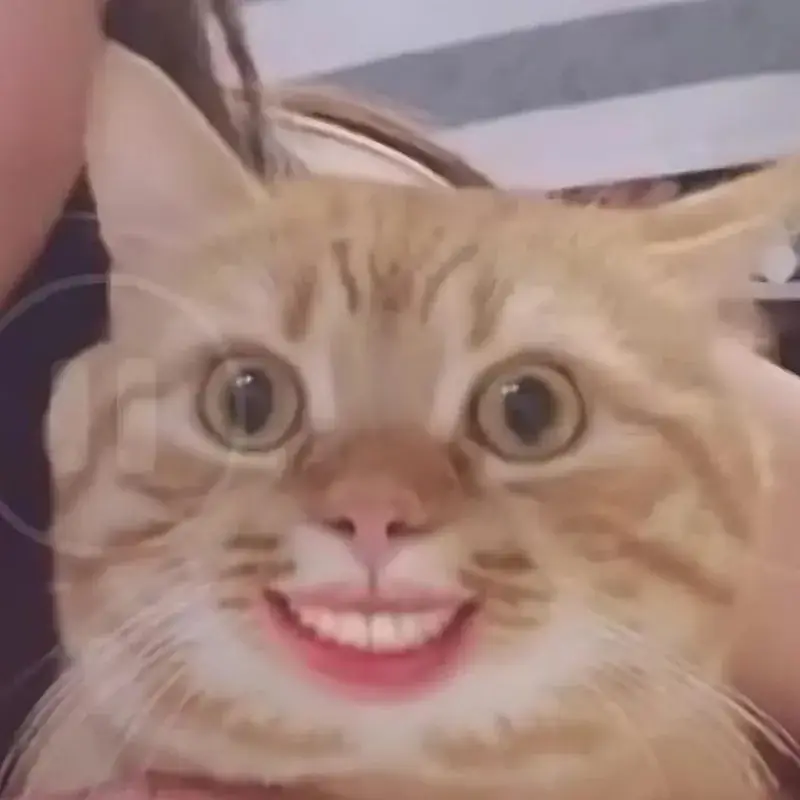 25 Ảnh Meme Mèo Cười Nhe Răng dễ thương pha chút nhây nhây hài hước cực đáng yêu