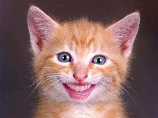 Meme mèo biểu cảm vui: răng lóe, thần thái sáng