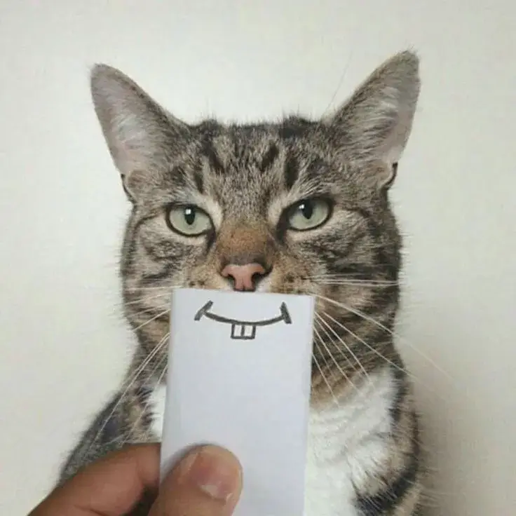 Meme mèo bựa cười to lan khắp TikTok và Facebook