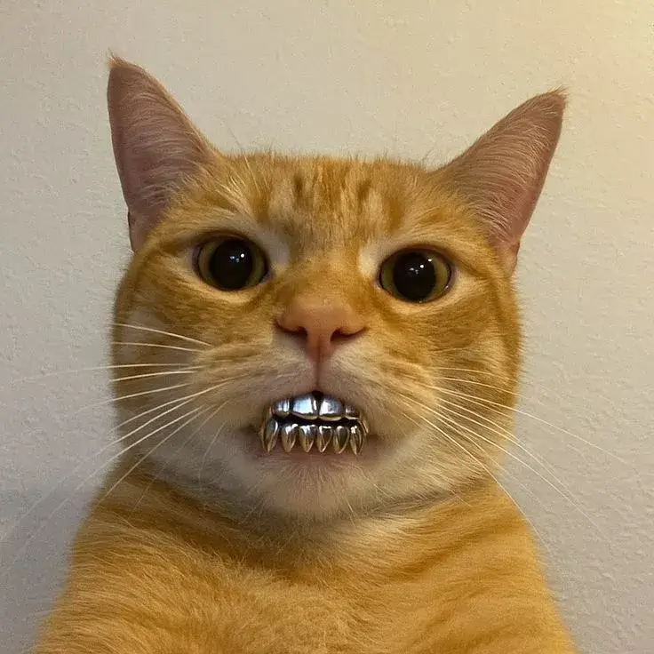 Khi mèo cũng biết troll: biểu cảm nhe răng cực lầy