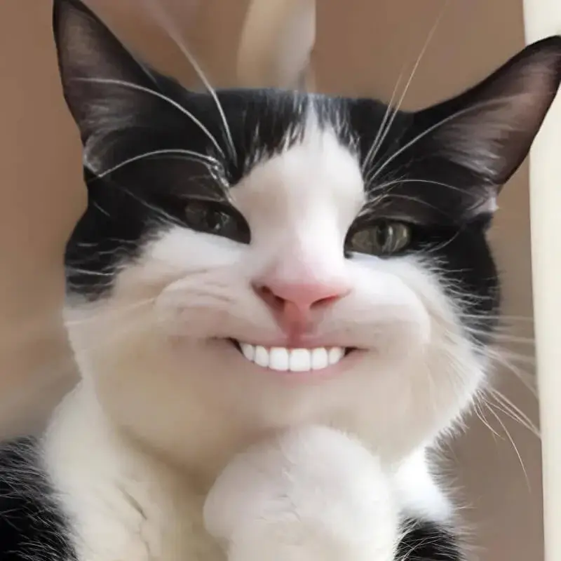 Hình chế vui mèo nhíu mắt nhẹ mà cười siêu duyên