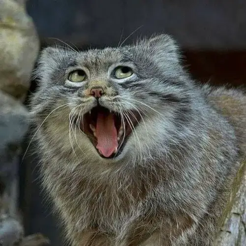 Khoảnh khắc mèo nhe răng: nhỏ mà vui bùng nổ