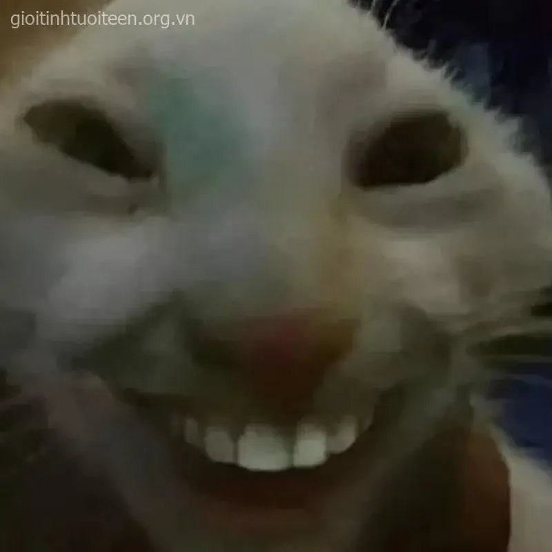 Khuôn mặt mèo cười rộng, ngây ngô nhưng dễ thương.