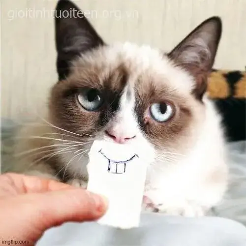 Mèo cười nhe răng, đôi mắt tròn long lanh vui vẻ.