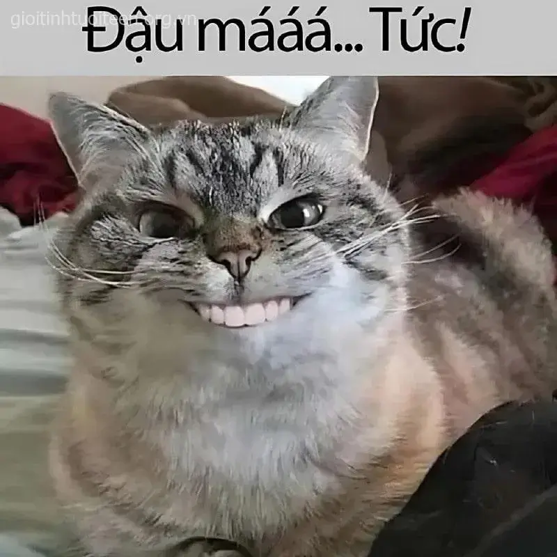 Chú mèo nhe răng cười, khuôn mặt lém lỉnh đáng yêu.