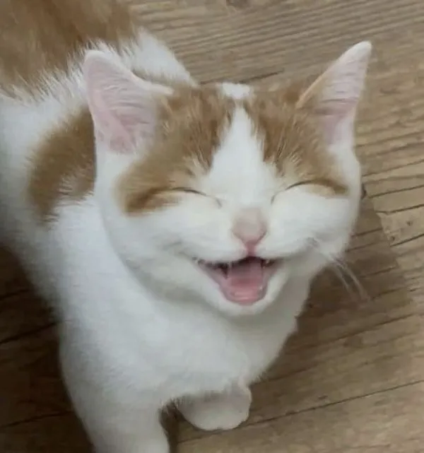 BST 200+ Meme Mèo Cười hài hước với khoảnh khắc bá đạo khiến tim tan chảy