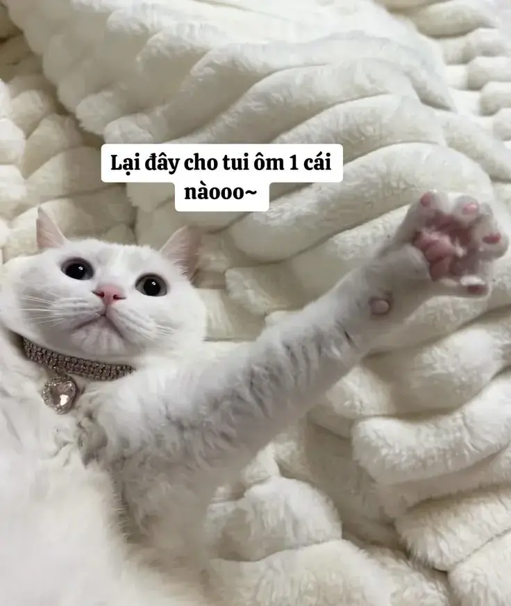 Mèo nằm dang tay chờ đợi 1 cái ôm