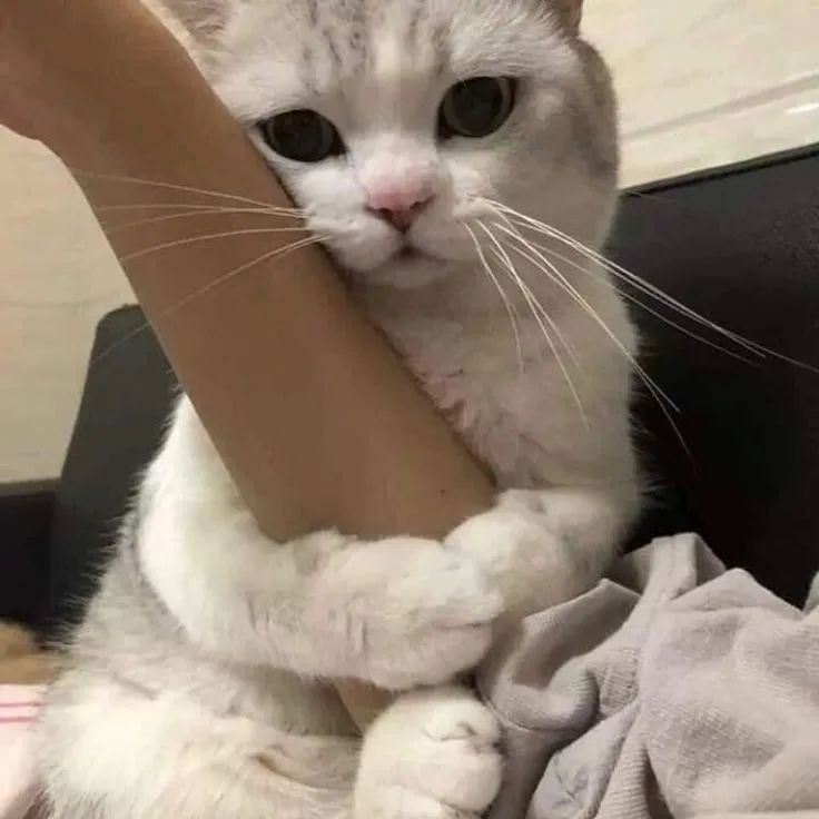 Hình chú mèo ôm tay đáng yêu cute