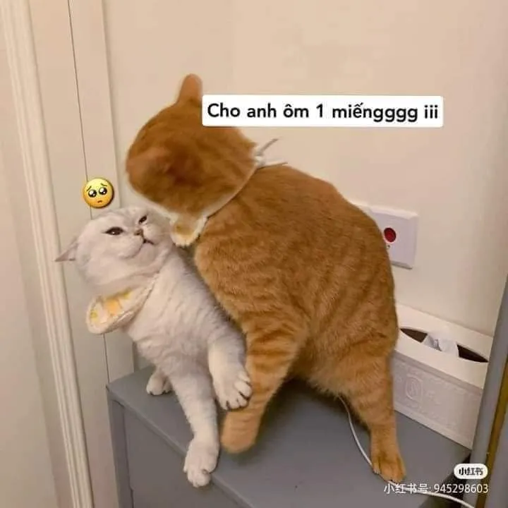 Hình chế chú mèo ôm tình cảm cute