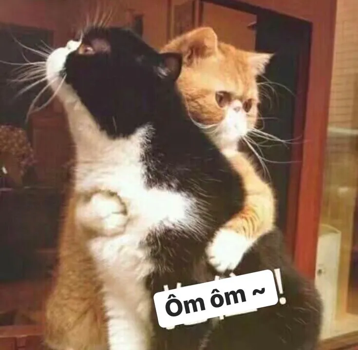 Ảnh meme vui mèo dịu dàng chữa lành tâm hồn