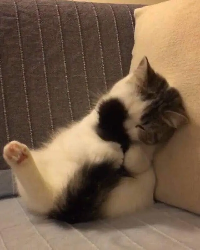 Meme hài mèo ôm chủ y như người thật luôn